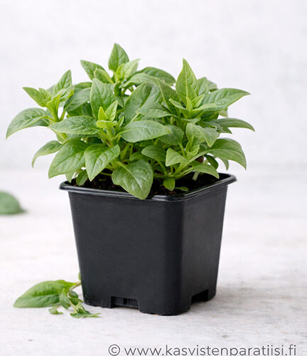 Lamopinaatti eli Uuden-Seelannin pinaatti – satoisa lehtivihannestaimi