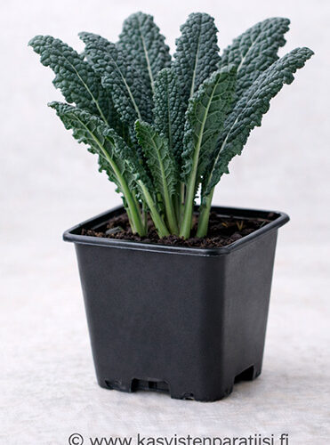 Mustakaali eli palmukaali ‘Nero di Toscana’ – näyttävä lehtivihannestaimi
