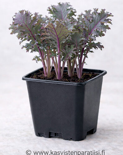 Lehtikaali ‘Red Russian’ – purppuransävyinen lehtivihannestaimi