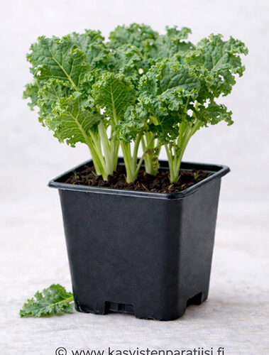 Lehtikaali ‘Westlandse’ – satoisa lehtivihannestaimi