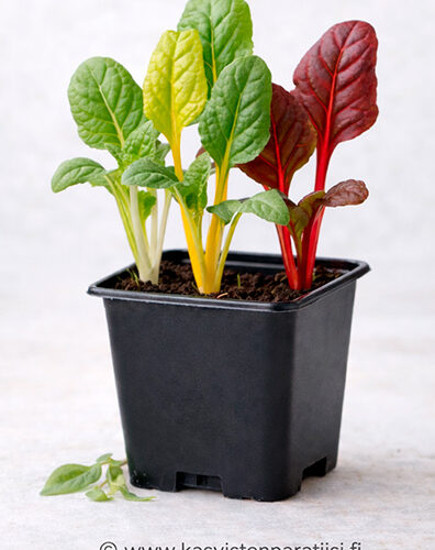 Mangoldi ‘Rainbow’ – värikäs lehtivihannestaimi