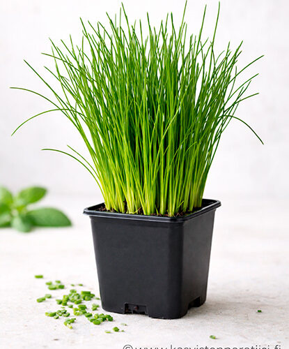 Ruohosipuli – monivuotinen yrttitaimi