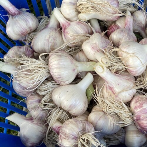 Luomulaatuista valkosipulia 1 kg