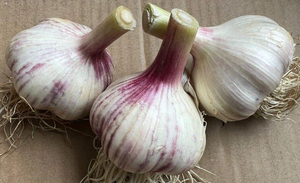 Luonnollisesti viljelty iso valkosipuli 1 kg