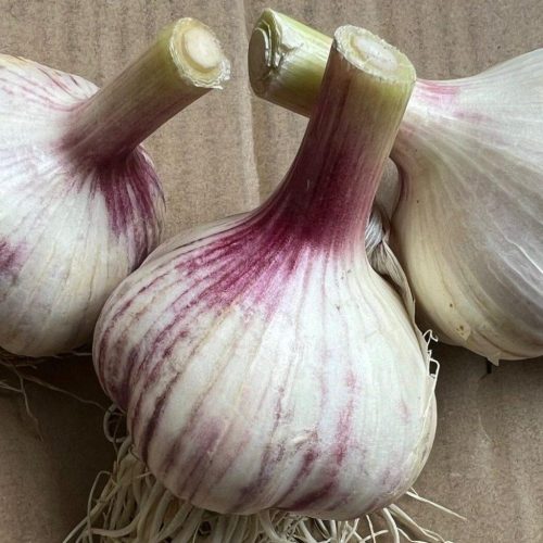 Luonnollisesti viljelty iso valkosipuli 1 kg